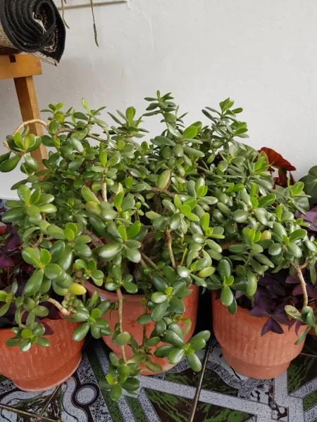 Tirane, shes Lule 35 €