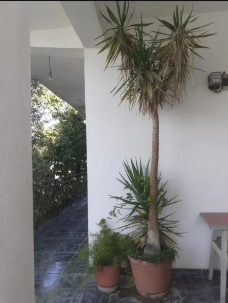 Tirane, shes Lule 35 €