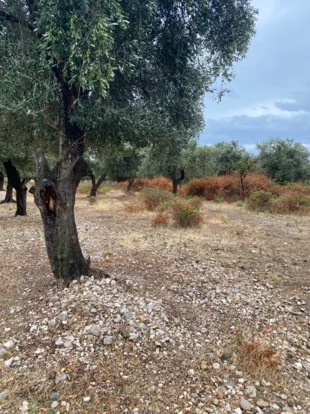 Borsh, shitet toke , 1.000 m² 148.000 € (ne Borsh Himare.)