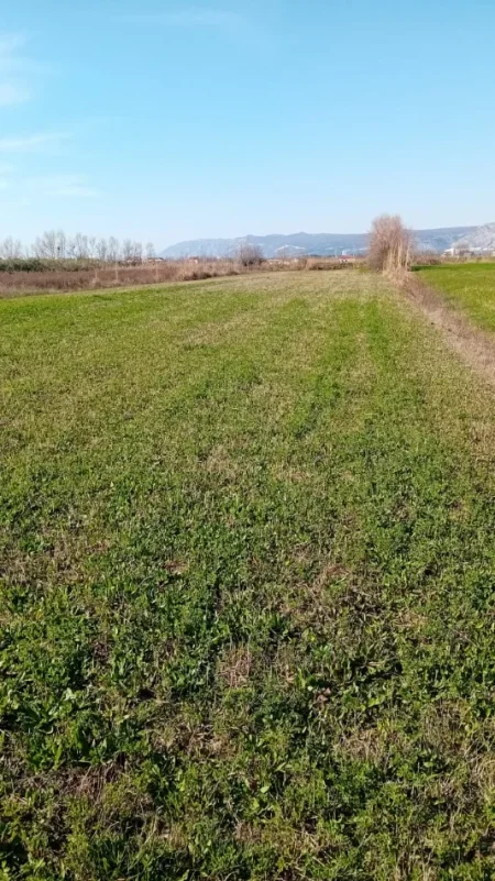 Lezhe, shitet toke  12 500 m² (Shengjin)