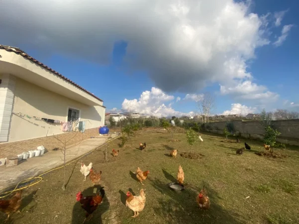 Kruje, shitet shtepi Kati 1,  +3400 m2 toke,Cmimi 20.000.000 lek (Tapize)