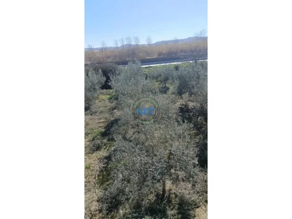 Durres, shitet toke , 3.150 m² (maminas "BUZE AUTOSTRADES",)