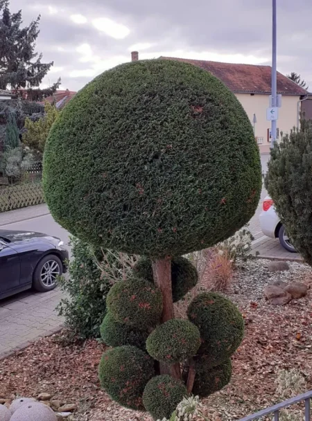 Tirane, ofroj Shërbime Profesionale Kopshtarie dhe Mirëmbajtje Gjelbërimi