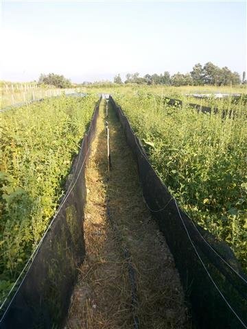 Lushnje, - Shitet bisnesi ferme kerrmilli