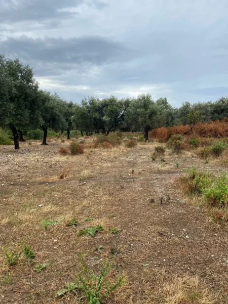 Borsh, shitet toke , 1.000 m² 139.000 € (ne Borsh Himare.)