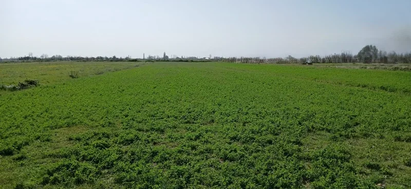 Shitet Toke Lezhë, Barbulloje