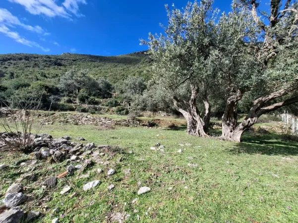 SUPER Tokë në Shitje 600 m2 📍Në Borsh - Te karburanti (Rruga e Lumit) 🔥 (79.000 EURO) ( super çmim)🔥100 m nga rruga Kryesore sa hyne te karburanti