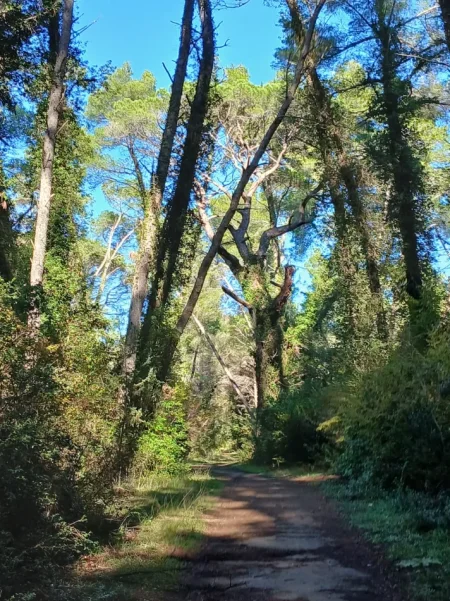 Divjake, shitet hotel Kati 0, 1.200 m² 960.000 € (Divjake)