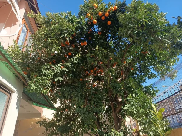 Tirane, jepet me qera/shitet Vile 2 Katshe Kati 0, 180 m² 850 € (Haki Stermilli)