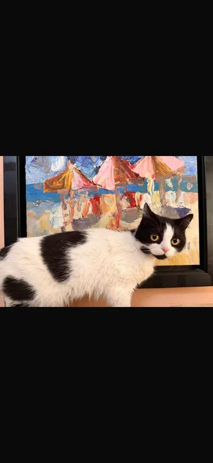 Tirane, ofroj mace per adoptim