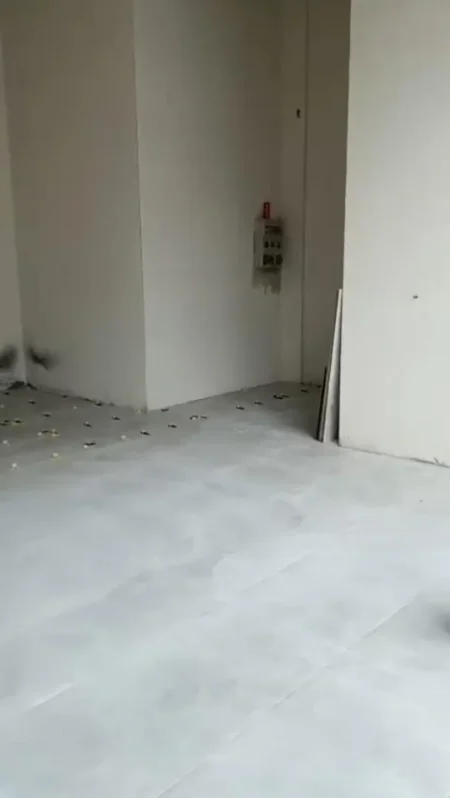 Tirane, jepet me qera ambjent biznesi Kati 0, 55 m² 500 € (Sheshi Shqiponja)