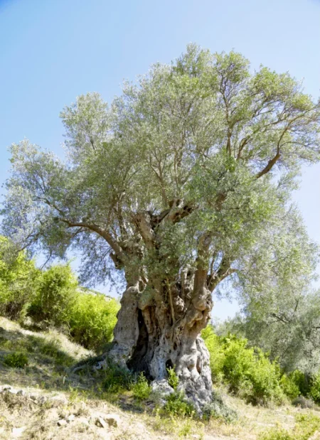 Tirane, shes Shes ullinj shekullore dekorativ 5.000 €