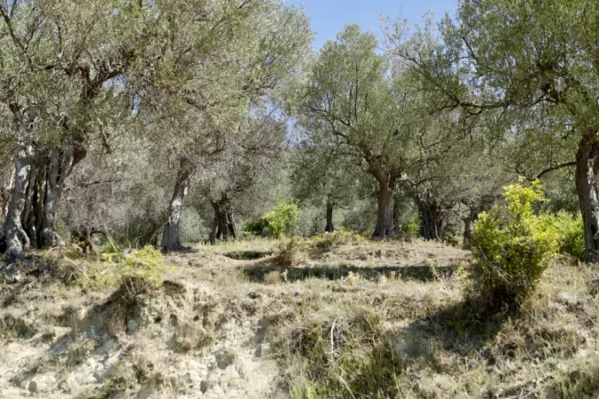 Tirane, shes Shes ullinj shekullore dekorativ 5.000 €