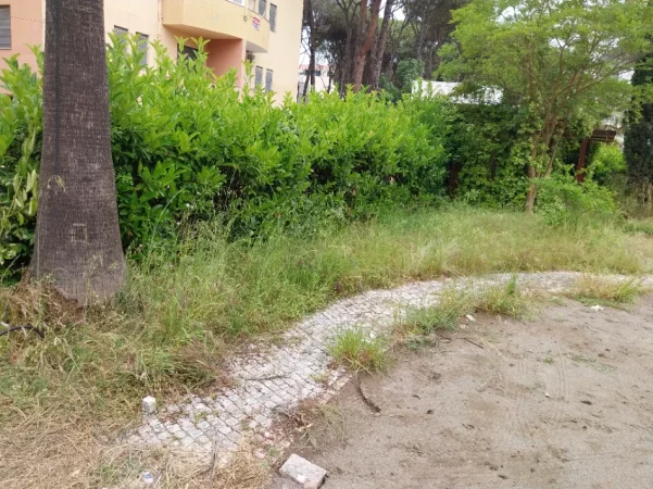 Durres, shes OKAZION. MBYLLET HOTEL ☆☆☆☆ SHITEN 200 LIGUSTRA/BIME DEKORATIVE TË NDRYSHME PËR ZBUKURIME RRETHIME ETJ - GOLEM 15 €