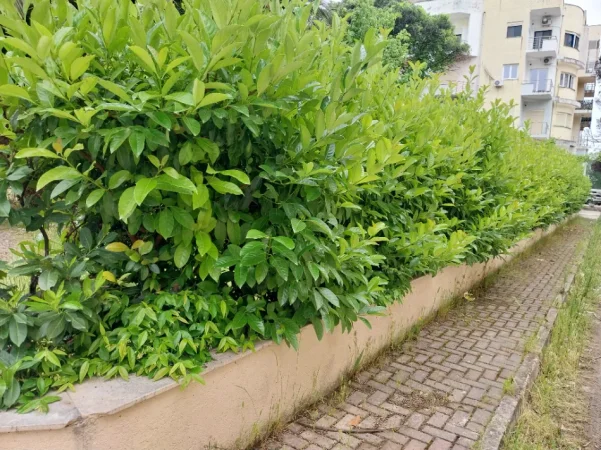 Durres, shes OKAZION. MBYLLET HOTEL ☆☆☆☆ SHITEN 200 LIGUSTRA/BIME DEKORATIVE TË NDRYSHME PËR ZBUKURIME RRETHIME ETJ - GOLEM 15 €