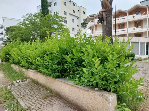 Durres, shes OKAZION. MBYLLET HOTEL ☆☆☆☆ SHITEN 200 LIGUSTRA/BIME DEKORATIVE TË NDRYSHME PËR ZBUKURIME RRETHIME ETJ - GOLEM 15 €
