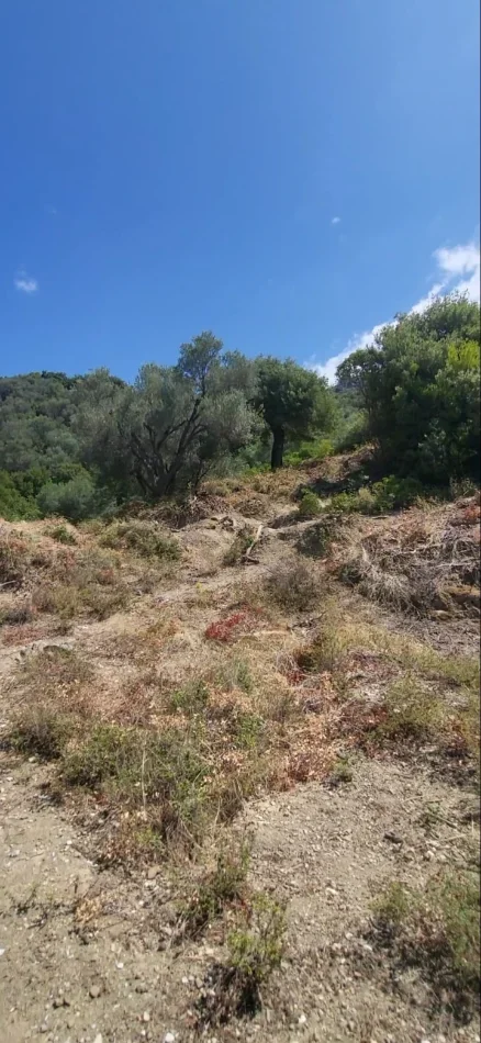 Borsh, shitet , 2.545 m² 