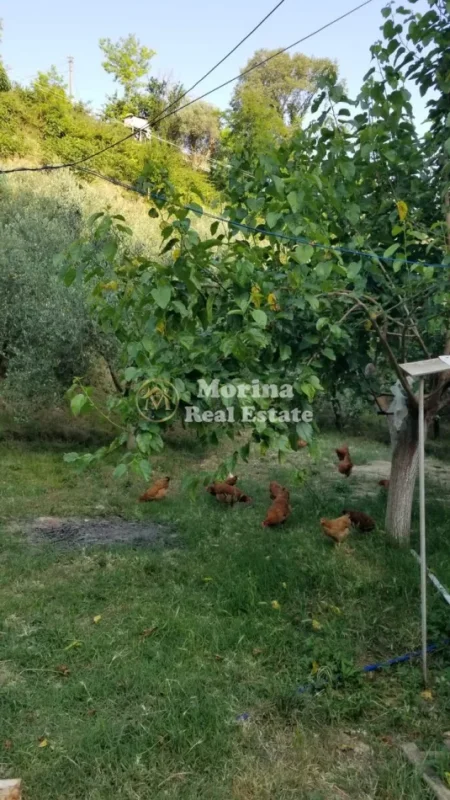 Tirane, jepet me qera toke , 120 m² (Picallë)