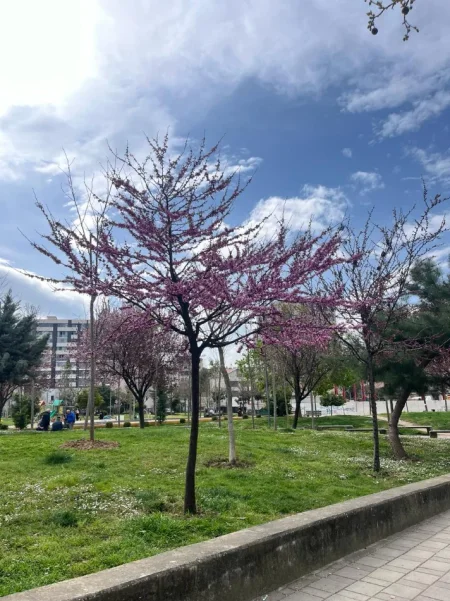 Tirane, shitet apartament 2+1+Ballkon Kati 4, 81 m² 150.000 € (Rruga Ali Demi perballe Fushes Ali demi)