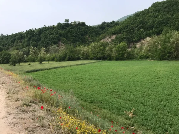 Librazhd, shes toke , 6.500 m²