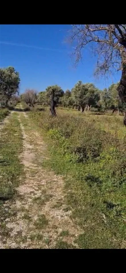 Borsh, shes toke , 1.000 m² 144.000 € (ne Borsh Himare)
