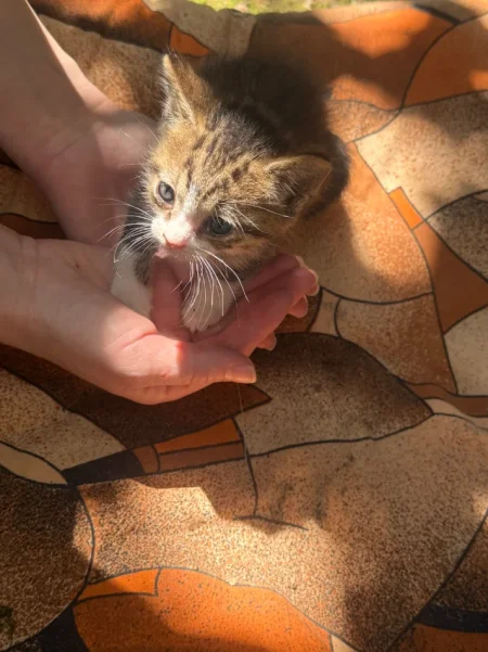 Tirane, shes kotele 100 €