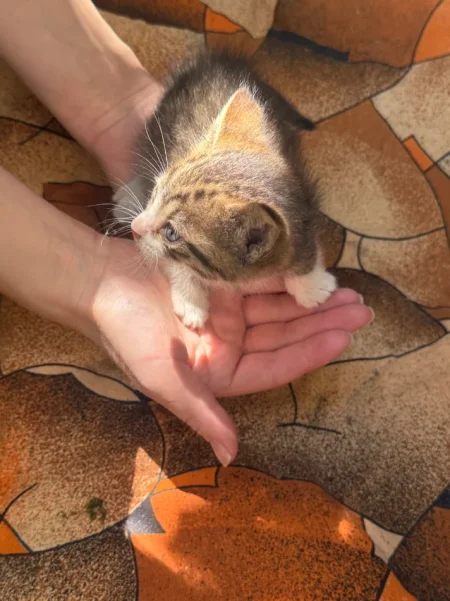 Tirane, shes kotele 100 €