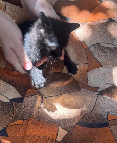 Tirane, shes kotele 80 €