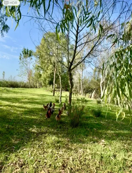 JEPET ME QIRA LAGUNE NE PATOK  40.000 m² 1.800 €
