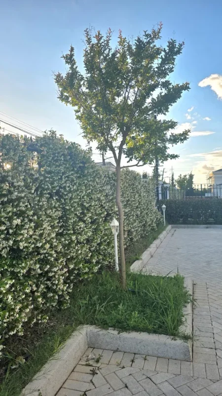 Kavaje, shitet Vile 3+1+Aneks+Ballkon Kati 1, 735 m² 310.000 € (Kavaje)