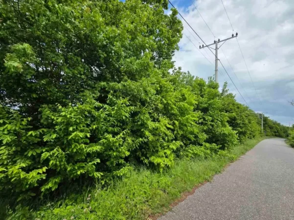 Borsh, shitet truall , 1.000 m² 137.000 € (ne Borsh Himare.)