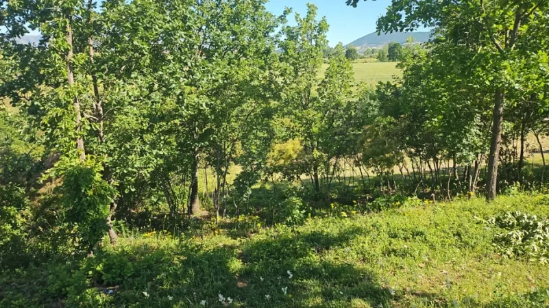 Has, shes toke , 2.000 m² (Lagjia PLA)