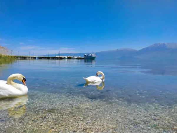 SHITET TOKE NE POGRADEC BUZE LIQENIT   1.130 m²