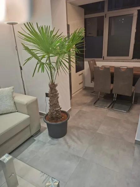 Tirane, jepet me qera apartament 1+1 Kati 1, 60 m² 750 € (Prane Bar Flutura)