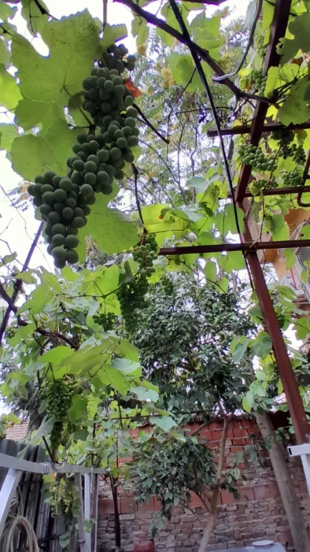 Tirane, jepet me qera apartament 2+1+Aneks+Ballkon Kati 1, 76 m² 500 € (Ish tregu Elektrik, te Piro Mani)