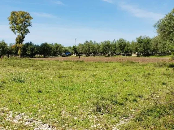Borsh, shitet toke , 1.000 m² 138.000 € (ne Borsh Himare.)