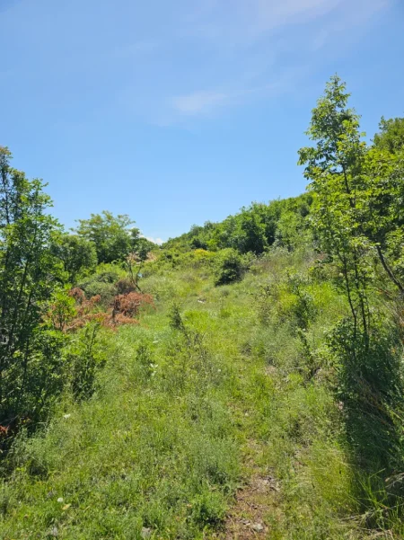 Pogradec, shitet toke , 2.000 m² 32.000 € (Piskupat / Buqez)