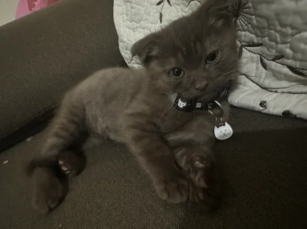 Tirane, shes British shorthair 600 €