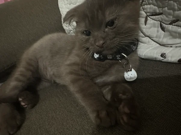 Tirane, shes British shorthair 600 €