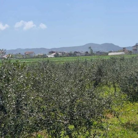 Qerret, shes 3.500 m² 122.500 Euro (Qerret)