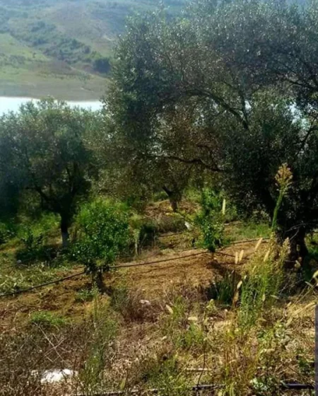 Toke Per Shitje Ne Vore