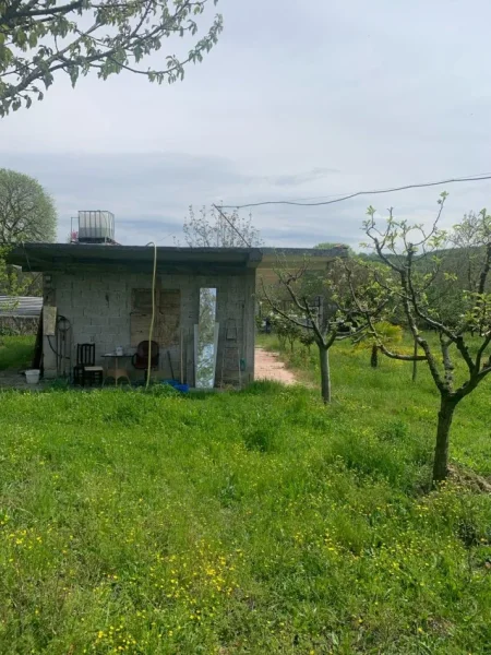 SHITET TOKE NE FUSHAS TE TIRANES