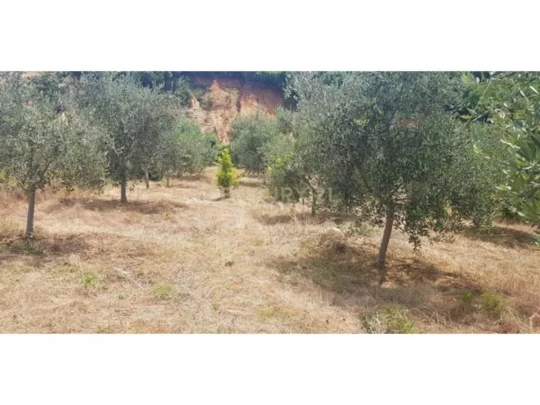 SHITET 2000M2 TOKE PEMTORE NE LINZE 150 RRENJE ULLINJ +100 RRENJE LAJTHI- 90.000 Euro!!