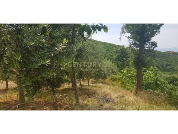 SHITET 2000M2 TOKE PEMTORE NE LINZE 150 RRENJE ULLINJ +100 RRENJE LAJTHI- 90.000 Euro!!