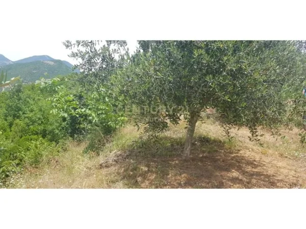 SHITET 2000M2 TOKE PEMTORE NE LINZE 150 RRENJE ULLINJ +100 RRENJE LAJTHI- 90.000 Euro!!