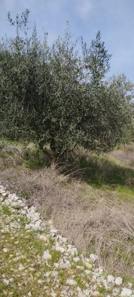 Dritas, Shtet Tok Ullishte, Afer Liqenit Tapizes