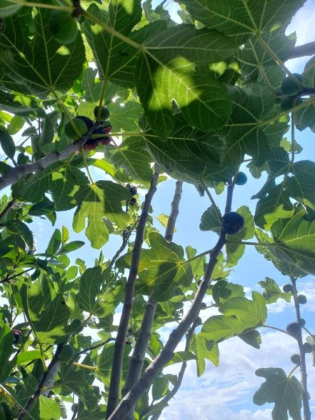 jepet apartament me qera 3000 euro/ muaj