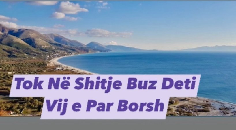 Borsh, Shitet Tok Buz Deti