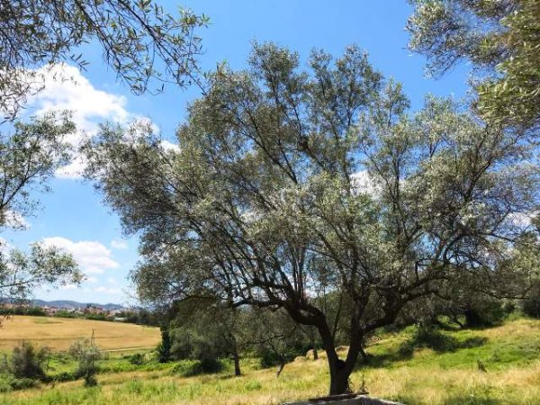 Tirane, shes toke 2.200 m² 9.000 Leke/m2