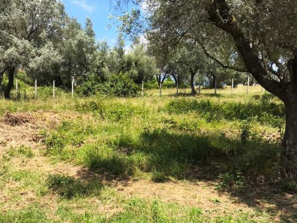 Tirane, shes toke 2.200 m² 9.000 Leke/m2